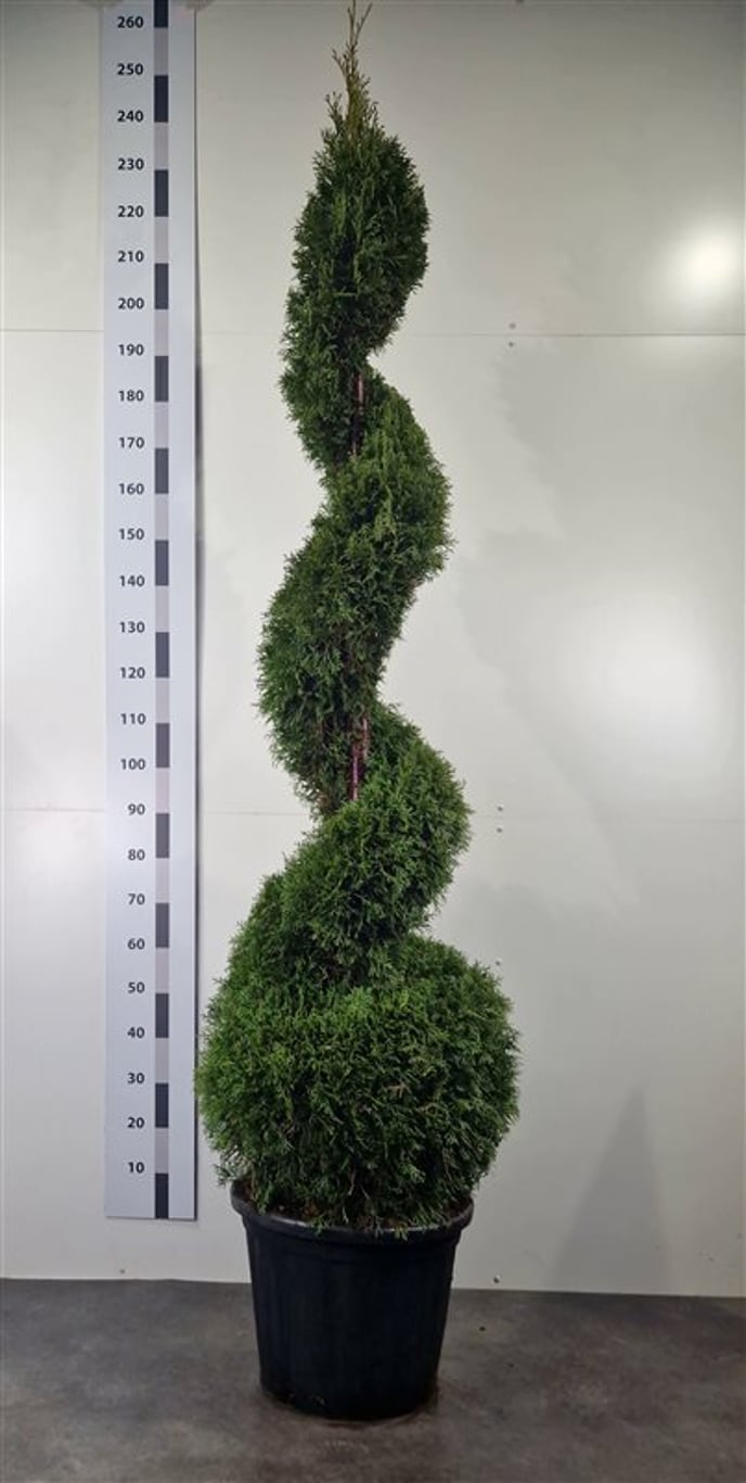 Thuja occ. 'Smaragd' - 180-200 CM Spiral Cont.
